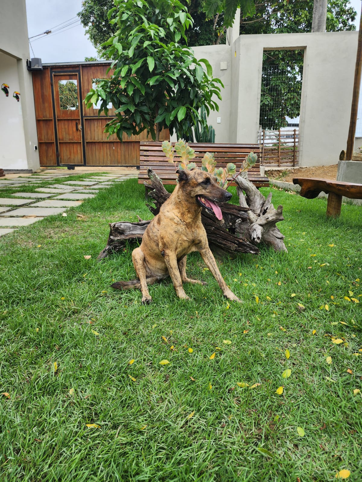 Foto de exemplo — Pet Friendly