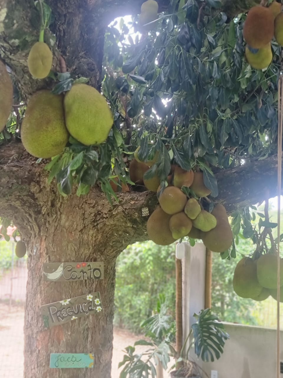 Jardim e vegetação da pousada